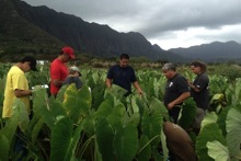 Waimanalo taro field